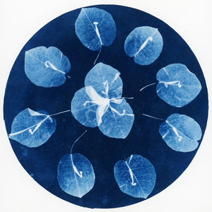 Introduction to Cyanotype Workshop-SOLD OUT